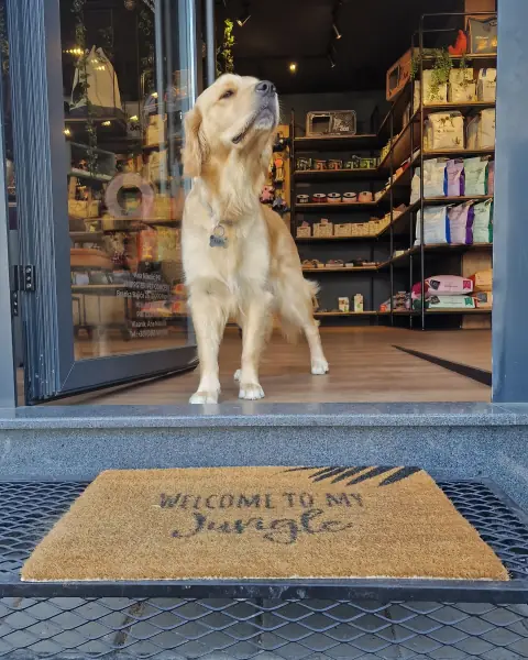 Zlatni retriver Alisa stoji na vratima radnje, na otiraču piše Welcome to my jungle