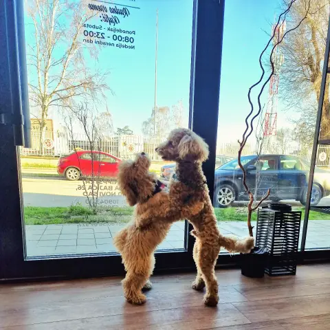 Pudla stoji na zadnjim nogama kraj velikog prozora